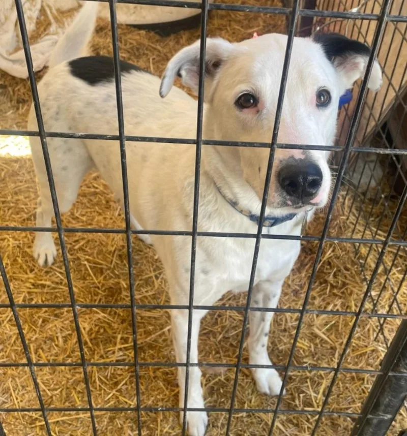 An adult medium-sized male Border Collie dog named Luigi for adoption in Billings, MT