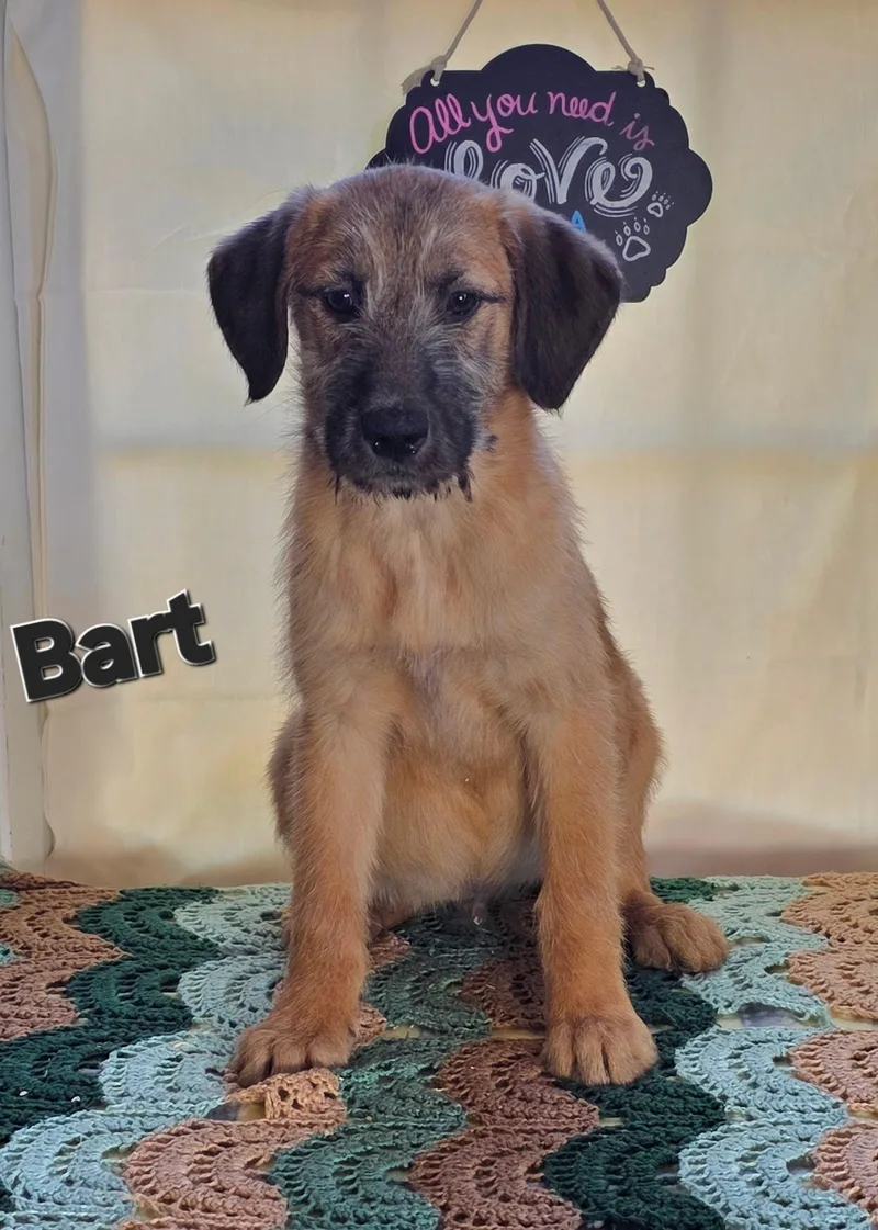 A baby medium-sized male Golden German Shepherd Dog dog named Bart for adoption in Watertown, CT