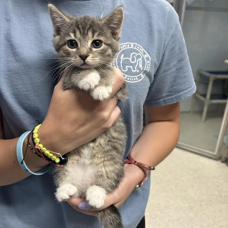 A baby small-sized female Gray / Blue / Silver Domestic Short Hair cat named Zing for adoption in Binghamton, NY