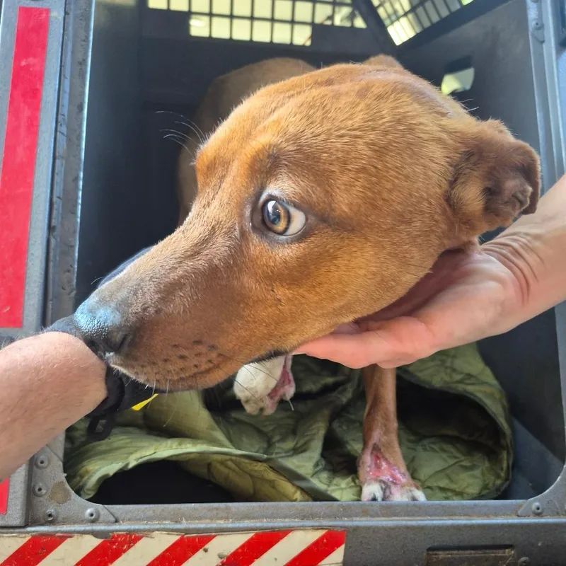 A young medium-sized male Brown / Chocolate Terrier dog named Prince for adoption in Montgomery, AL
