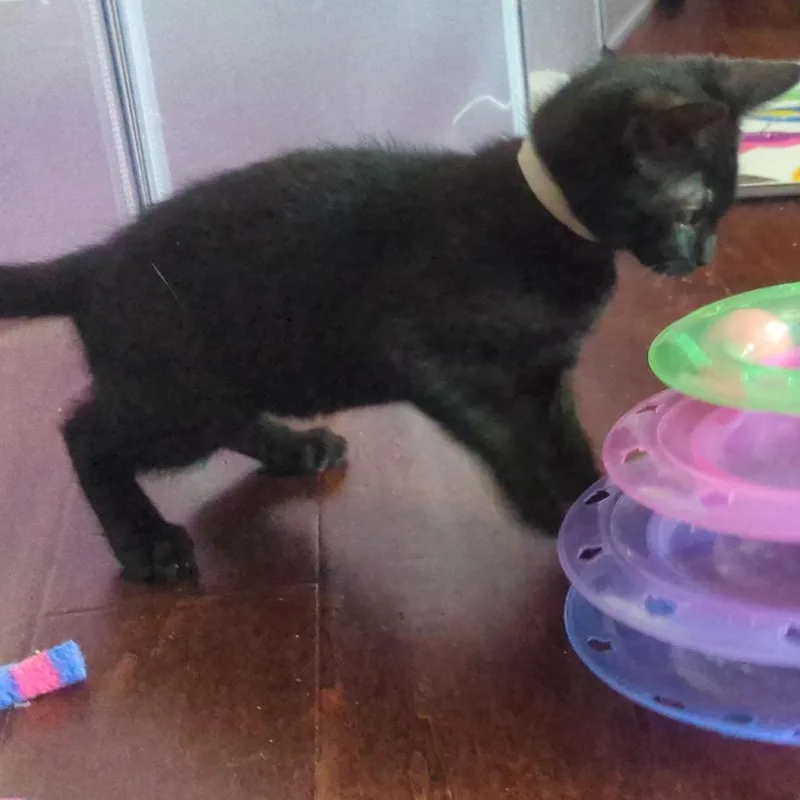 A baby small-sized male Black Domestic Short Hair cat named Ninh Binh for adoption in Westminster, CA