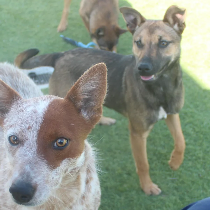 Nala thumbnail 3