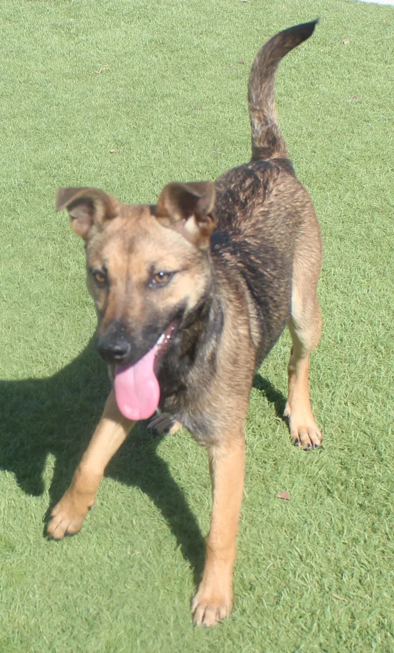 A young small-sized female Tricolor (Brown, Black, & White) German Shepherd Dog dog named Nala for adoption in Wasco, CA