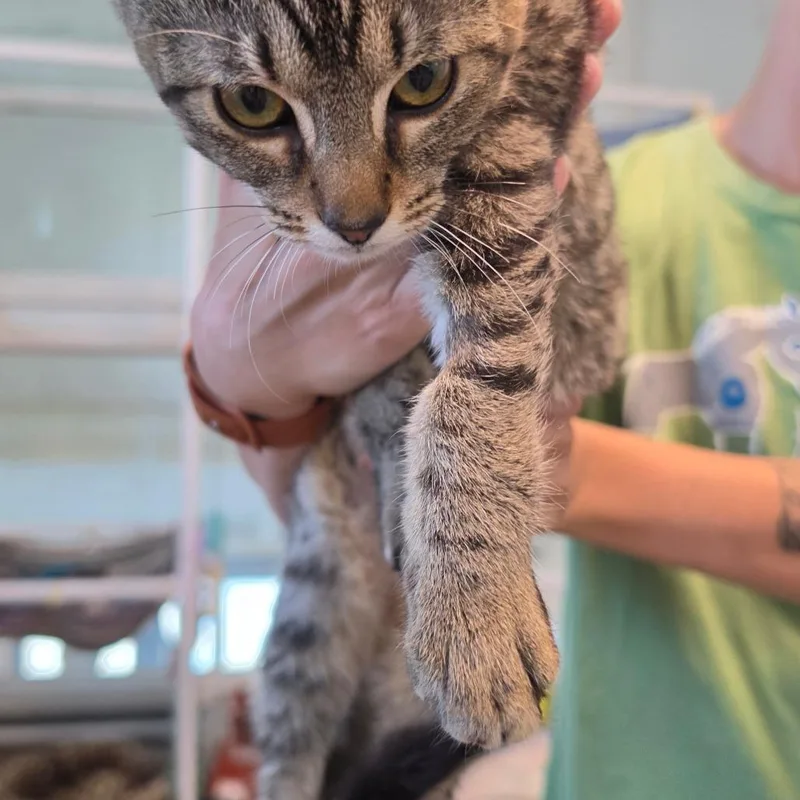 A baby small-sized female Brown / Chocolate Domestic Short Hair cat named Rose for adoption in Brownsboro, AL