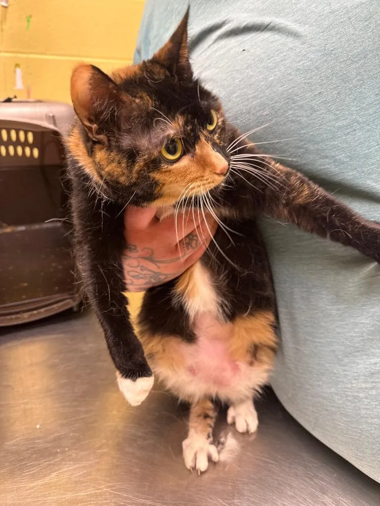 An adult small-sized female Domestic Short Hair cat named Little Bit for adoption in Crossville, TN
