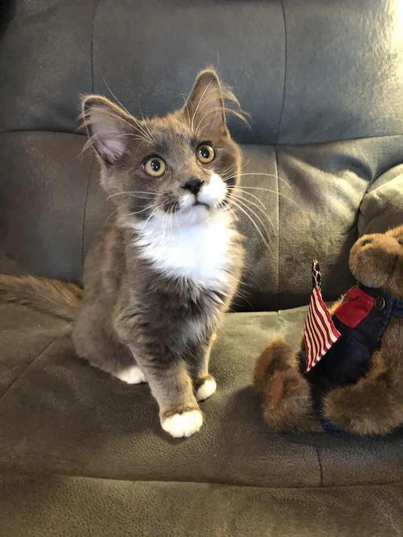 A young small-sized male Domestic Long Hair cat named Peter for adoption in Seven Valleys, PA