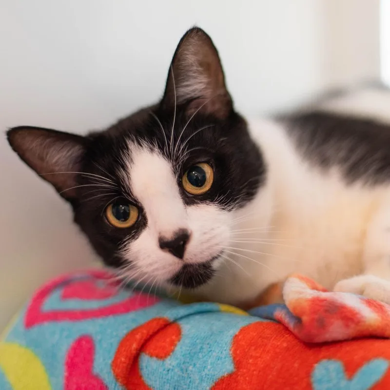 A young medium-sized female Domestic Short Hair cat named Oreo for adoption in South Burlington, VT
