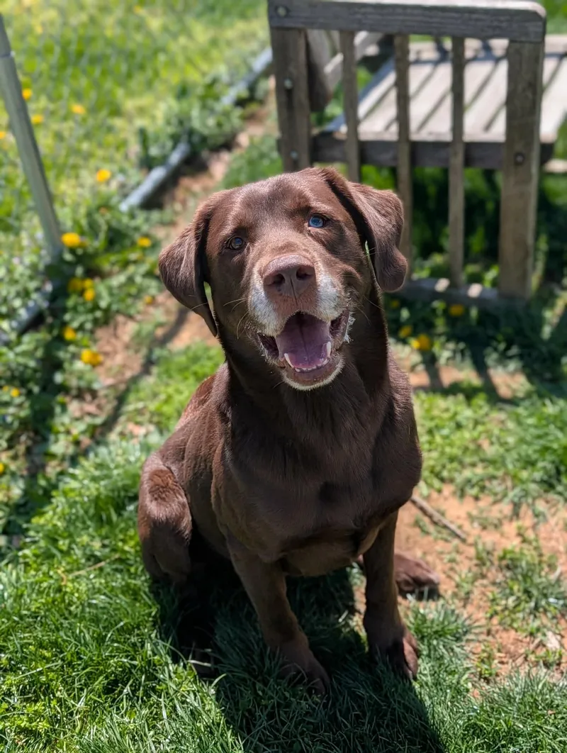 An adult large-sized male Brown / Chocolate Labrador Retriever dog named Grizz for adoption in Chambersburg, PA