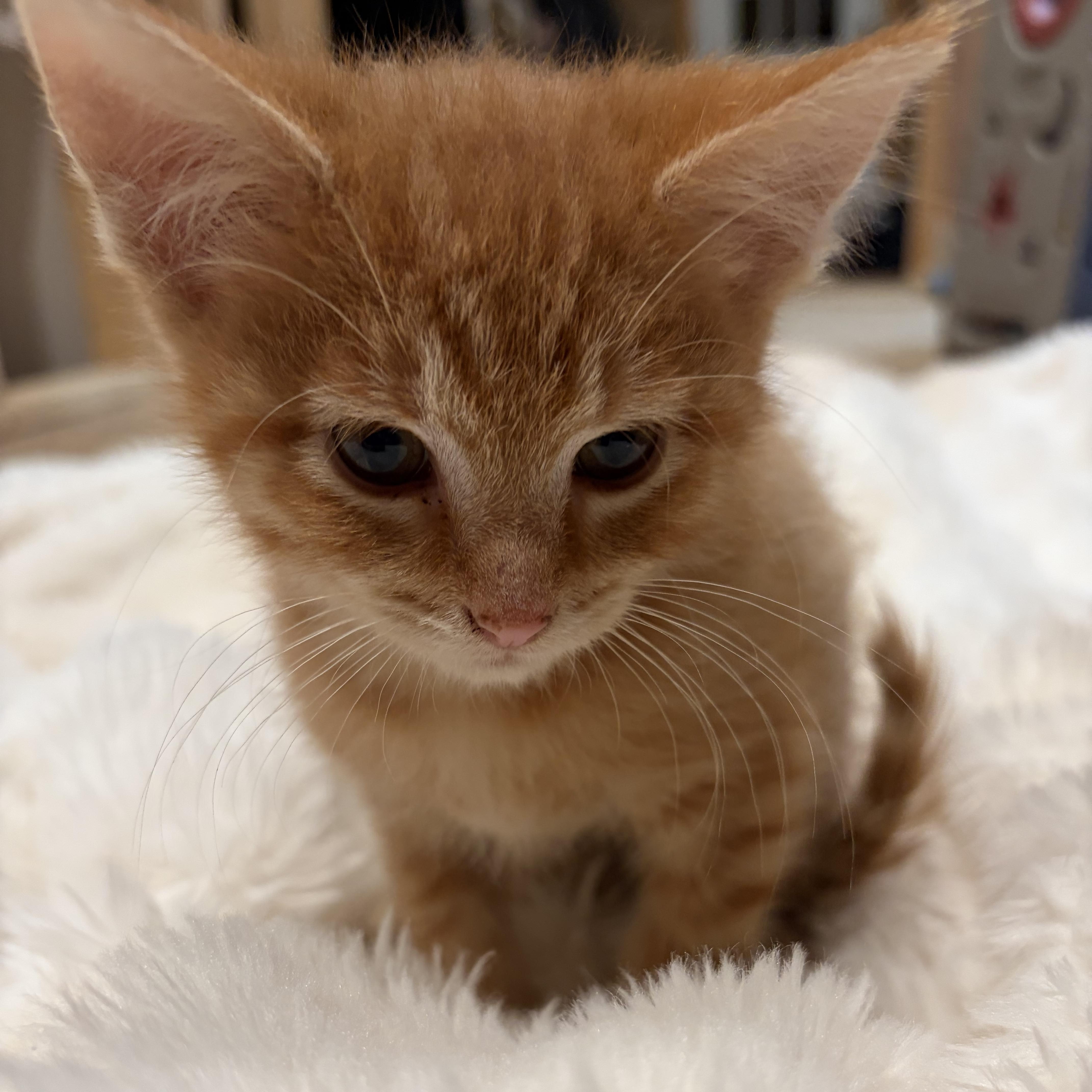 A baby medium-sized male Tabby (Orange / Red) Domestic Short Hair cat named Cedar for adoption in brant, MI
