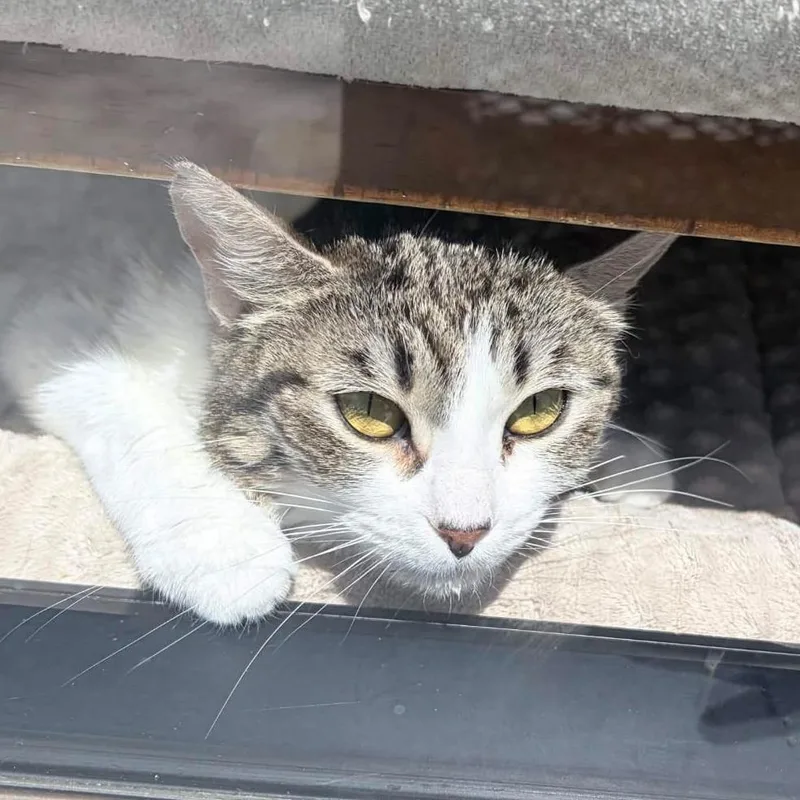 An adult medium-sized female Brown / Chocolate Domestic Short Hair cat named Bucky aka Poppi for adoption in San Diego, CA