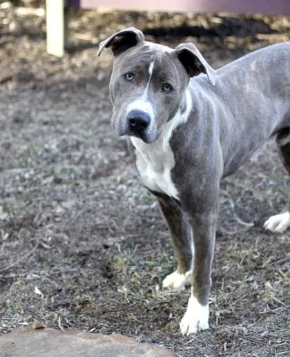 Garbanzo thumbnail 2