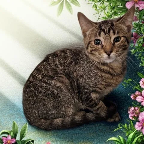 A baby small-sized female Domestic Short Hair cat named Minnow for adoption in Clinton Township, MI