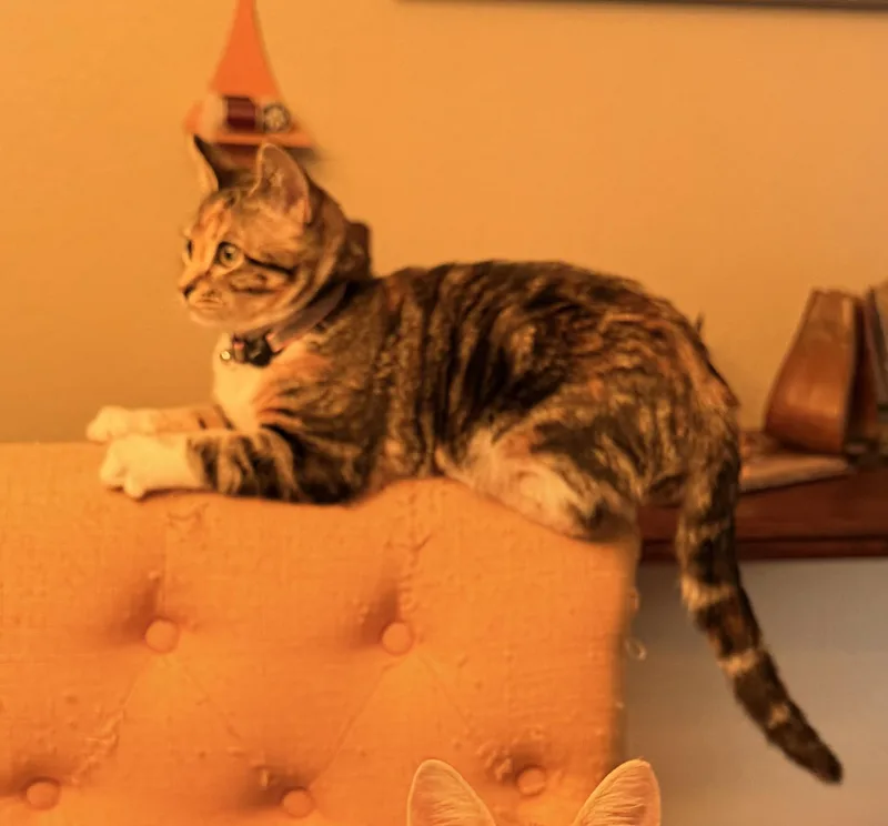 A baby medium-sized female Calico cat named Ivy for adoption in Schertz, TX