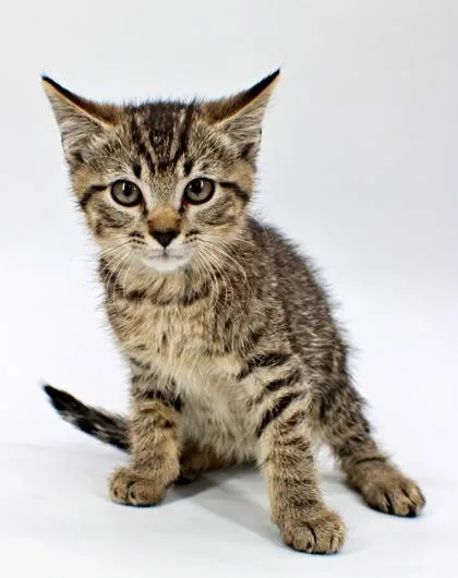 A baby small-sized male Domestic Short Hair cat named Gizmo for adoption in Morton Grove, IL