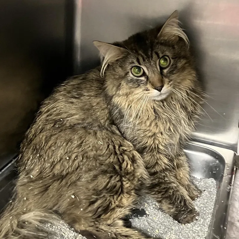 An adult medium-sized male Brown / Chocolate Domestic Medium Hair cat named Freddy for adoption in DeKalb, IL