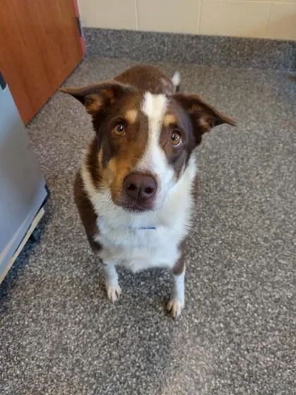 An adult large-sized male Australian Shepherd dog named Felix for adoption in Westland, MI