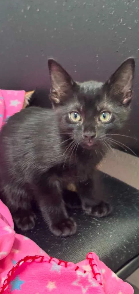 A baby small-sized male Domestic Short Hair cat named Dusty Bottoms for adoption in East Ridge, TN