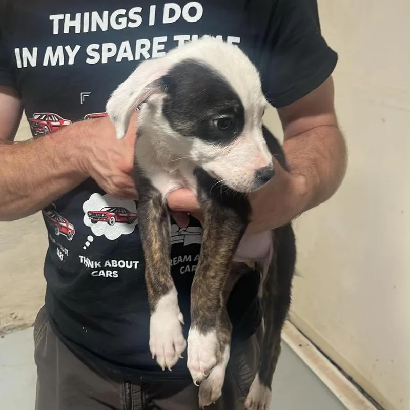 A baby large-sized male White / Cream Border Collie dog named Bandit for adoption in Pasadena , MD