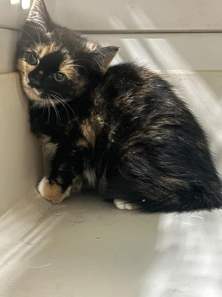 A baby medium-sized female Domestic Short Hair cat named Chicka for adoption in Winder, GA