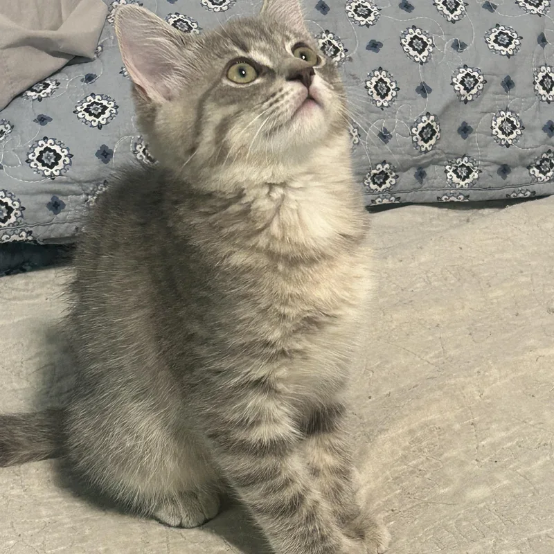 A baby medium-sized female Domestic Short Hair cat named Mia for adoption in New York, NY