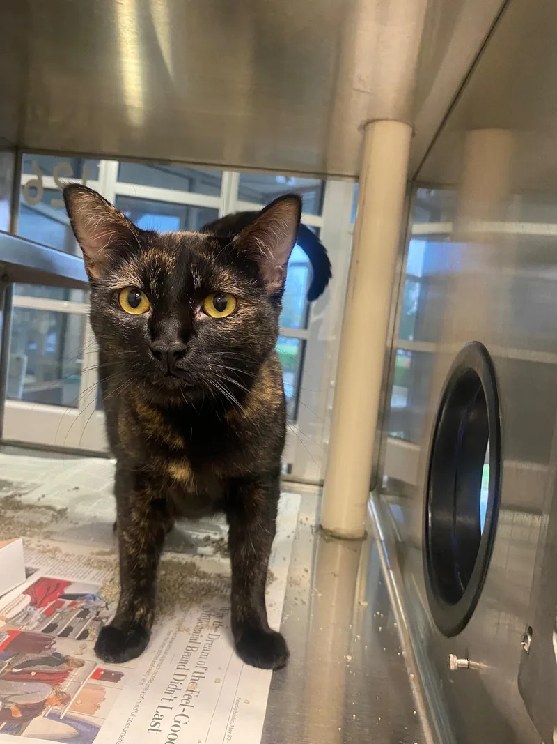 An adult large-sized female Tortoiseshell cat named Sheba A for adoption in Plano, TX