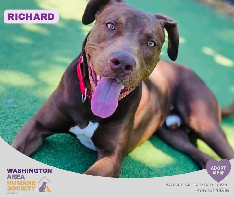 An adult large-sized male Brown / Chocolate Pit Bull Terrier dog named Richard for adoption in Eighty Four, PA