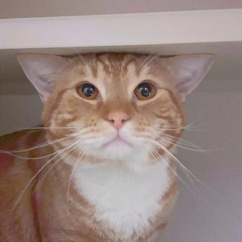 A young large-sized male Orange / Red Domestic Short Hair cat named Corn Snake for adoption in Providence, RI