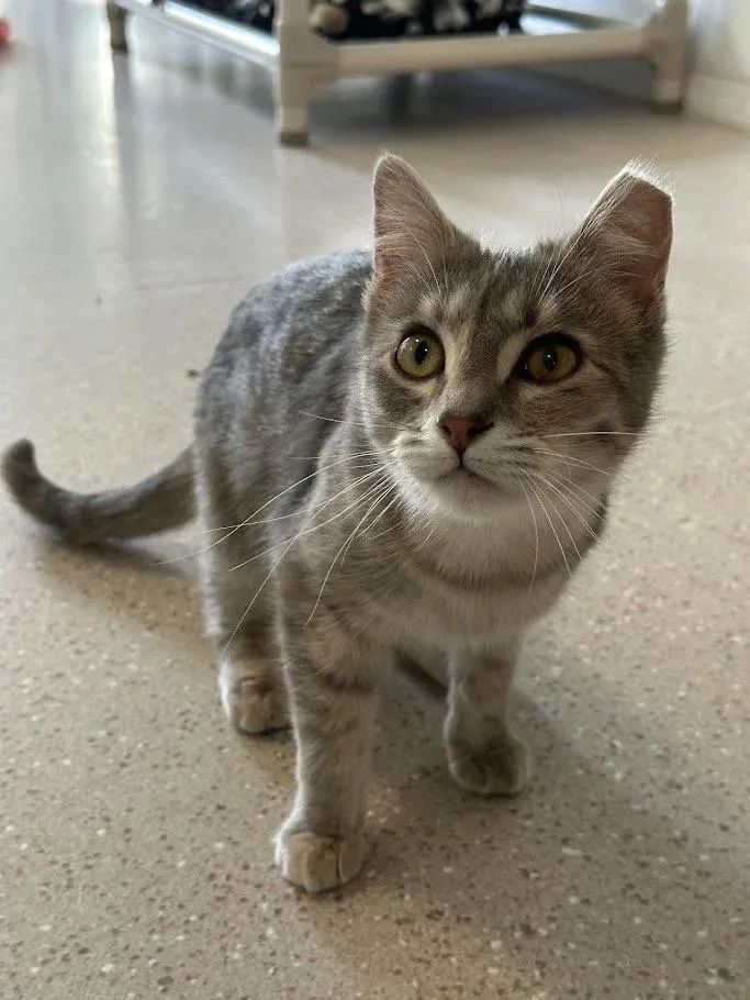 A young medium-sized female Torbie Domestic Short Hair cat named Jessica for adoption in Winona, MN
