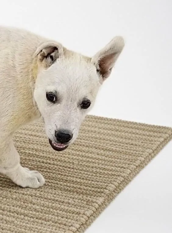 A young medium-sized female White / Cream Australian Cattle Dog / Blue Heeler dog named Dolly for adoption in Evergreen, CO