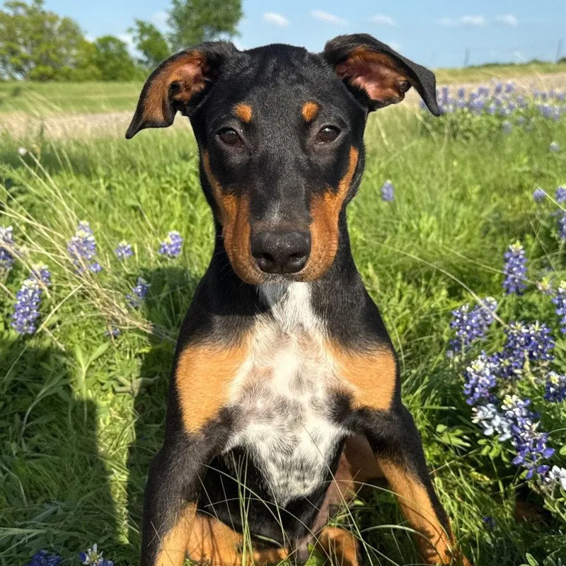 A young large-sized male Doberman Pinscher dog named Fudge for adoption in Bloomfield, CT