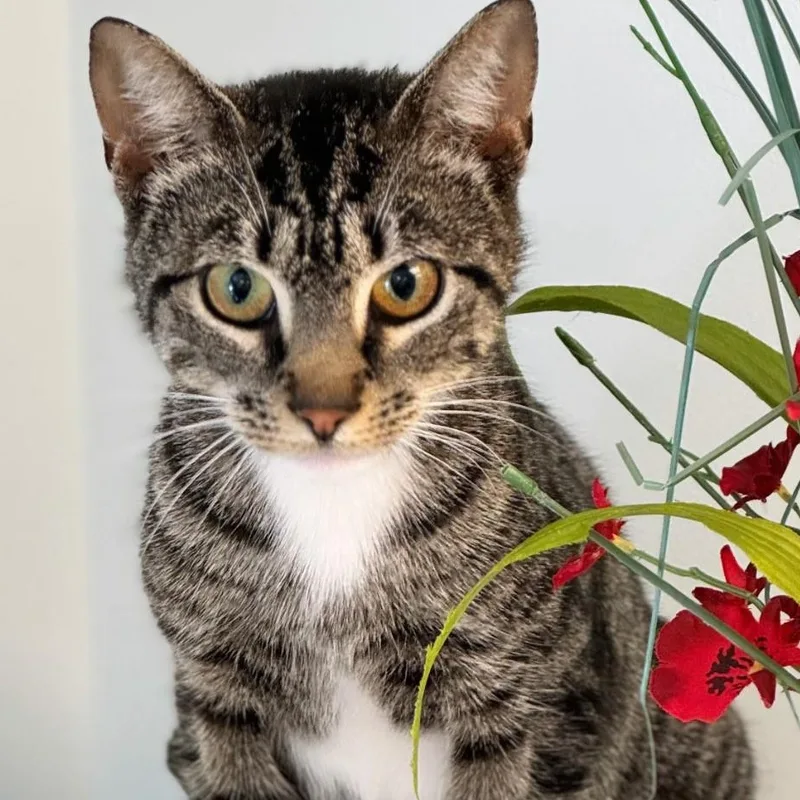 A young medium-sized female Tabby (Tiger Striped) Domestic Short Hair cat named Maizey for adoption in Syosset, NY