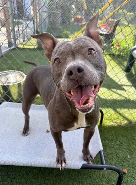 An adult large-sized female Mixed Breed dog named Dolly Pawton for adoption in Columbia, SC