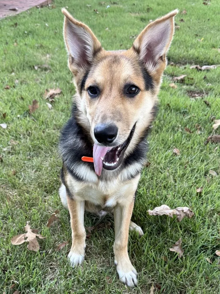 A young medium-sized male German Shepherd Dog dog named Jett for adoption in Hartwell, GA
