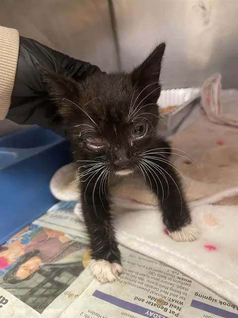 A baby small-sized male Domestic Short Hair cat named Ace for adoption in Columbia, SC