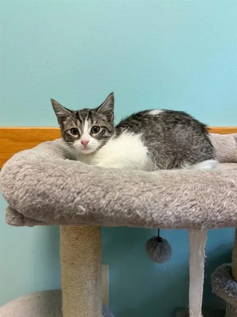 A baby small-sized male Domestic Short Hair cat named Duckie for adoption in Belleville, IL
