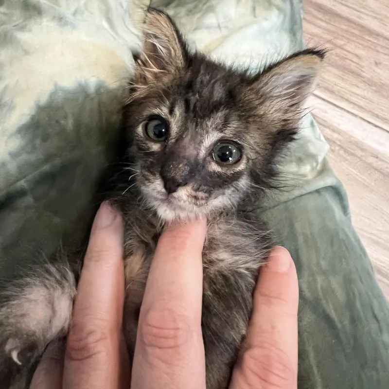 A baby small-sized male Brown / Chocolate Domestic Short Hair cat named Popsicle Stick for adoption in Austin, TX