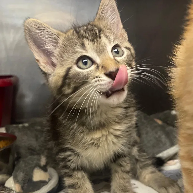 A baby small-sized female Brown / Chocolate Domestic Short Hair cat named Polka for adoption in Valley, AL
