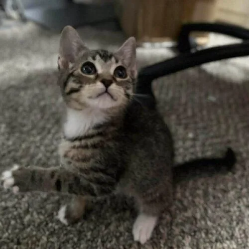 A baby small-sized female Tabby (Tiger Striped) Tabby cat named Jess for adoption in Edmond, OK