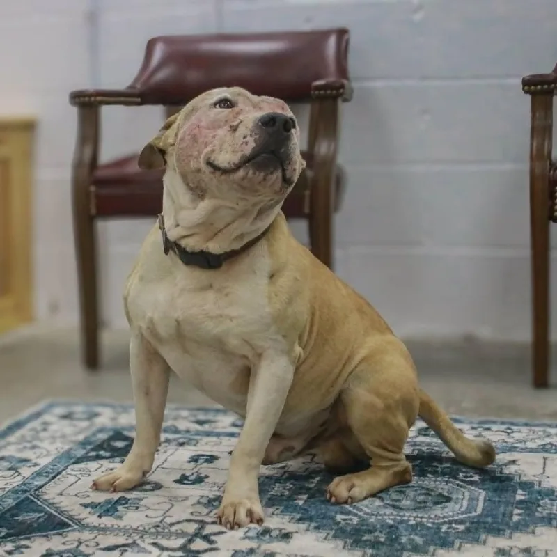 An adult large-sized male Brown / Chocolate Pit Bull Terrier dog named Nation for adoption in Madisonville, KY