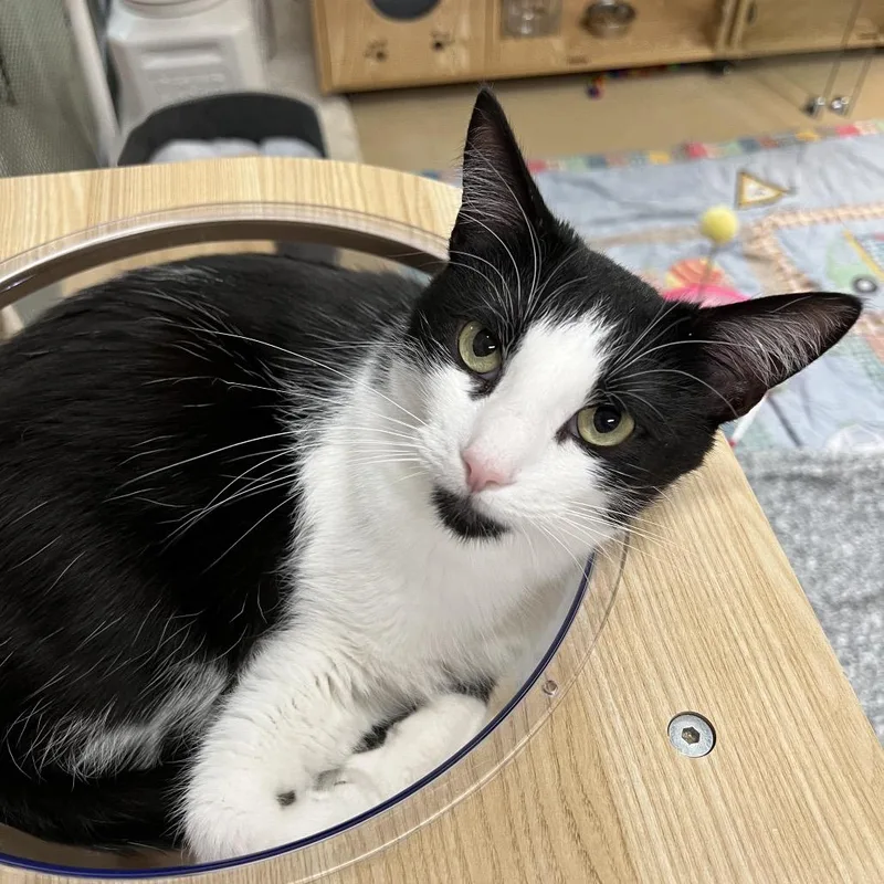 An adult large-sized female Domestic Short Hair cat named Patchy for adoption in Morgan Hill, CA