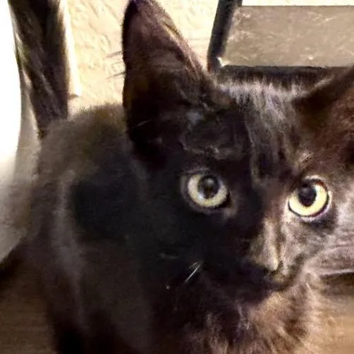 A baby small-sized male Black Domestic Short Hair cat named Onyx for adoption in League City, TX