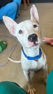 A young medium-sized male White / Cream Pit Bull Terrier dog named Willie for adoption in Cleveland, OH