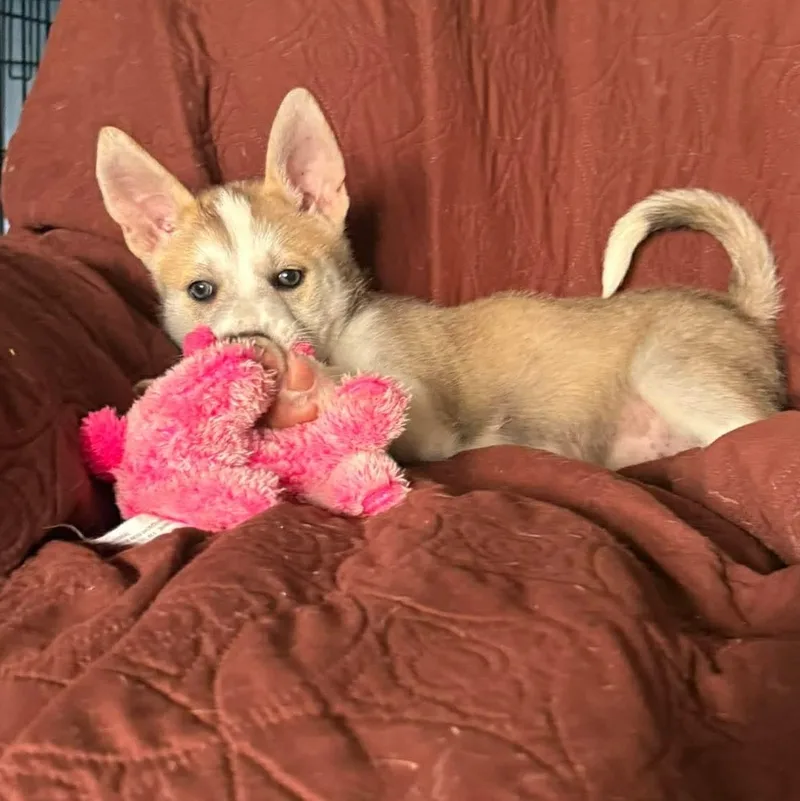 A baby medium-sized male Husky dog named Rocco for adoption in PLAINFIELD, CT