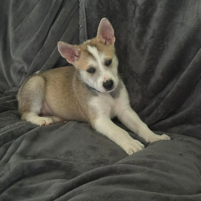 Rocco thumbnail 3