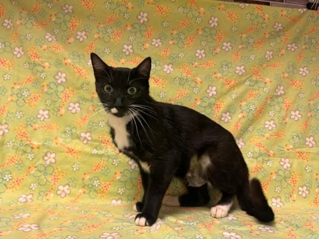 A young small-sized female Domestic Short Hair cat named Franny for adoption in Fairfield, CA