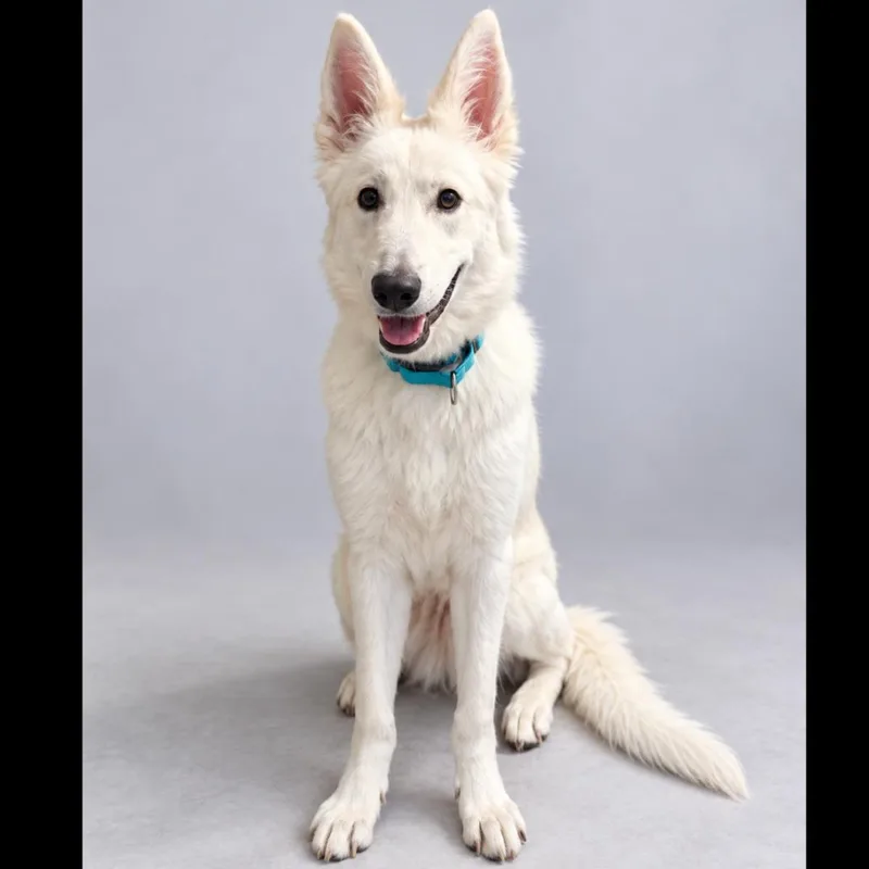 A young large-sized male White German Shepherd dog named Ledger for adoption in Phoenix, AZ