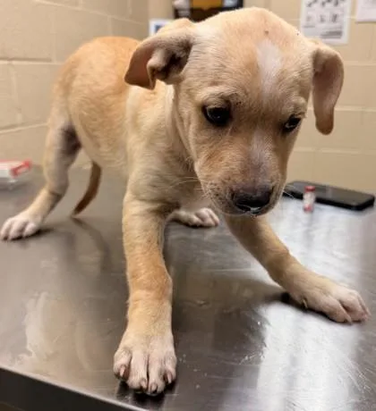 A young small-sized male Yellow / Tan / Blond / Fawn Labrador Retriever dog named Hansel for adoption in Harlingen, TX