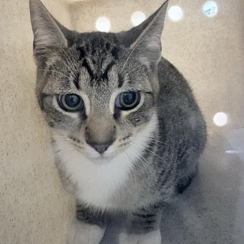 A young medium-sized male Brown / Chocolate Domestic Short Hair cat named Tink for adoption in Tacoma, WA