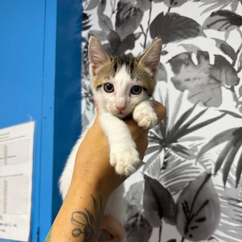 A baby small-sized male Calico Domestic Short Hair cat named Pavo for adoption in Wahiawa, HI