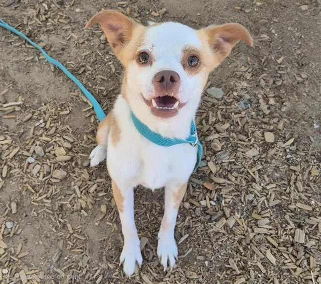 An adult small-sized male Chihuahua dog named Dr Pepper for adoption in Albuquerque, NM